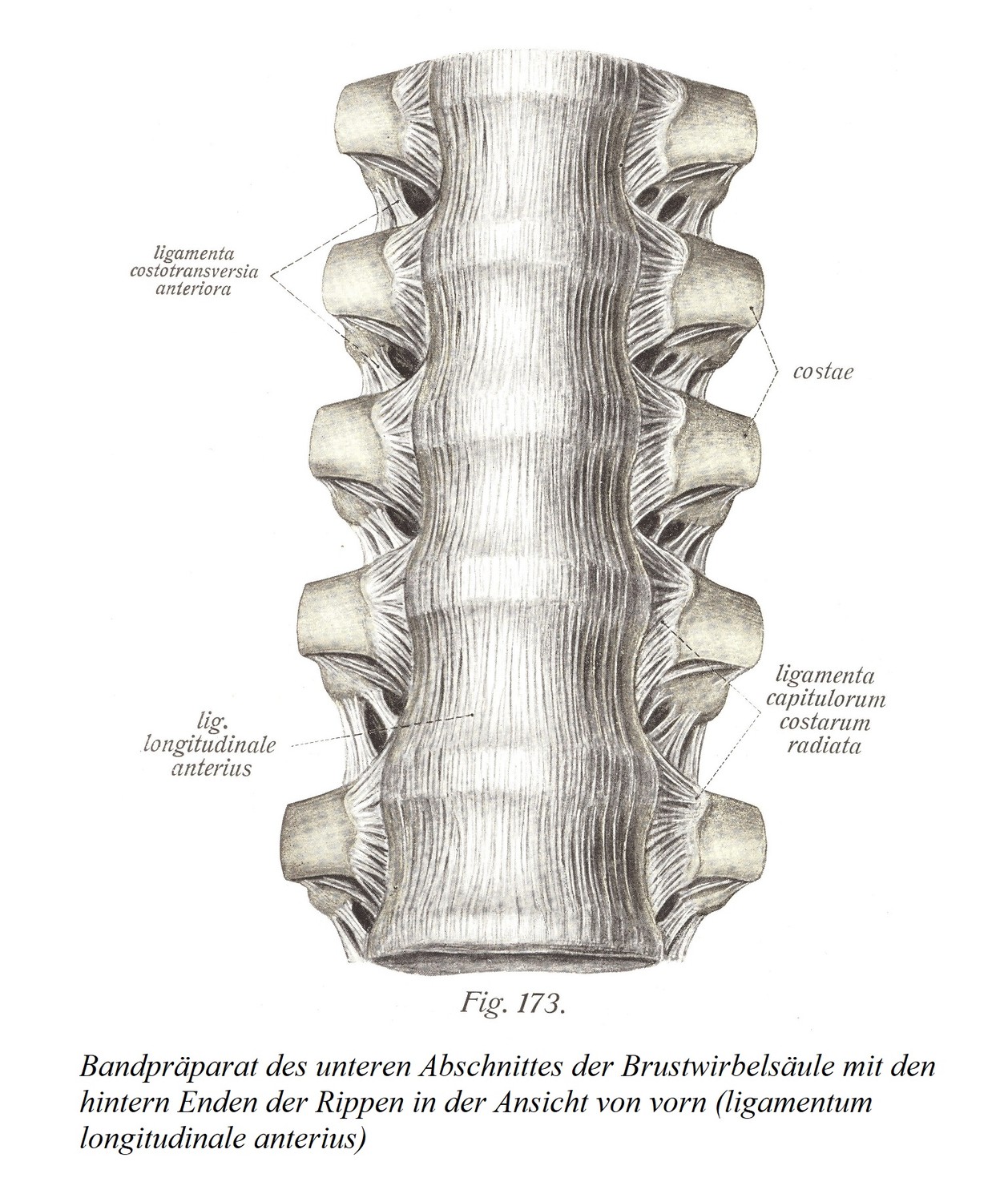Связочный препарат нижнего отдела грудного отдела позвоночника с задними концами ребер при виде спереди (ligamentum продольная передняя)