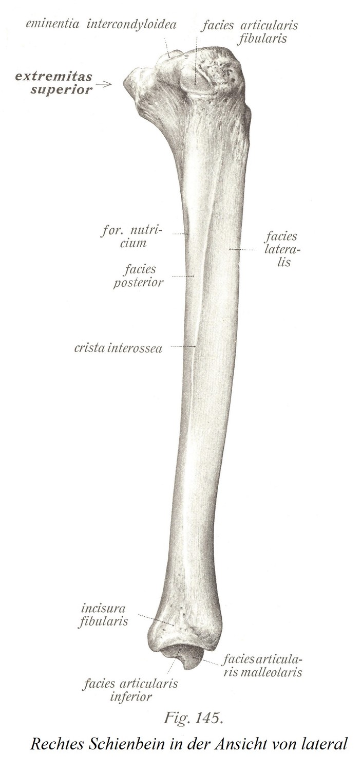 Правая большеберцовая кость в боковой проекции
