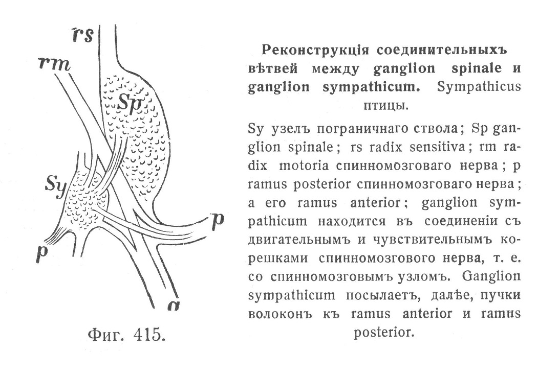Реконструкція соединительныхъ вѣтвей между ganglion spinale и ganglion sympathicum. Sympathicus птицы.