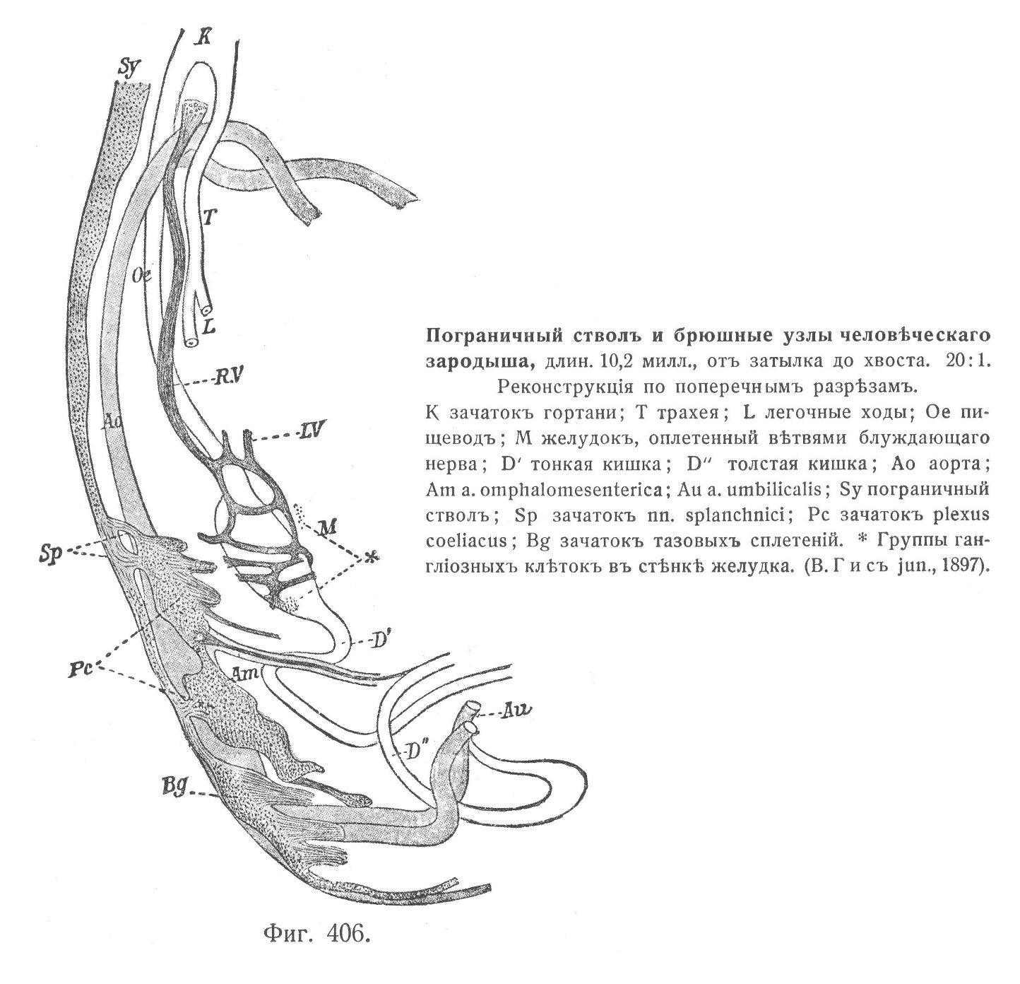 Пограничный стволъ и брюшные узлы человѣческаго зародыша, длин. 10,2 милл., отъ затылка до хвоста. 20:1.