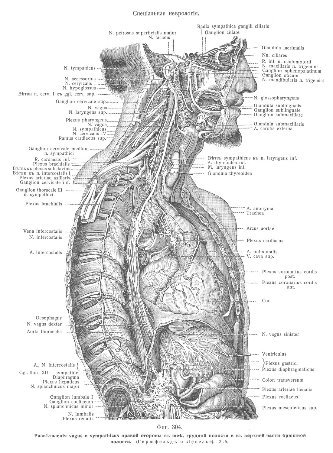 Разветвление vagus и sympathicus правой стороны на шеи, грудной полости и верхней части брюшины