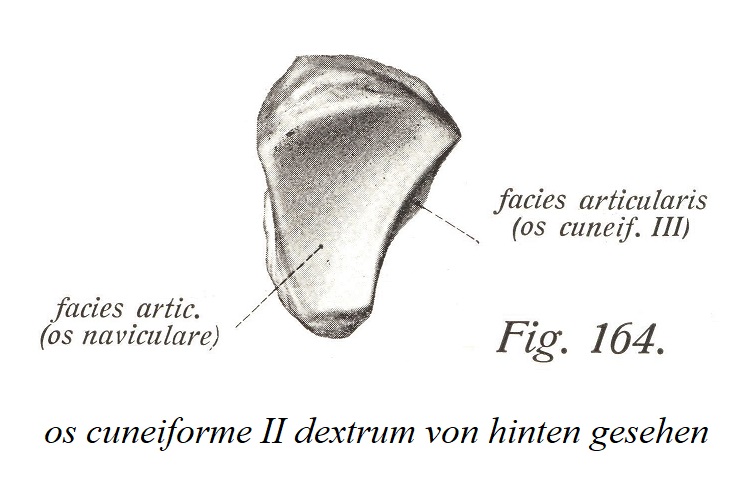 os cuneiforme II dextrum, вид сзади.