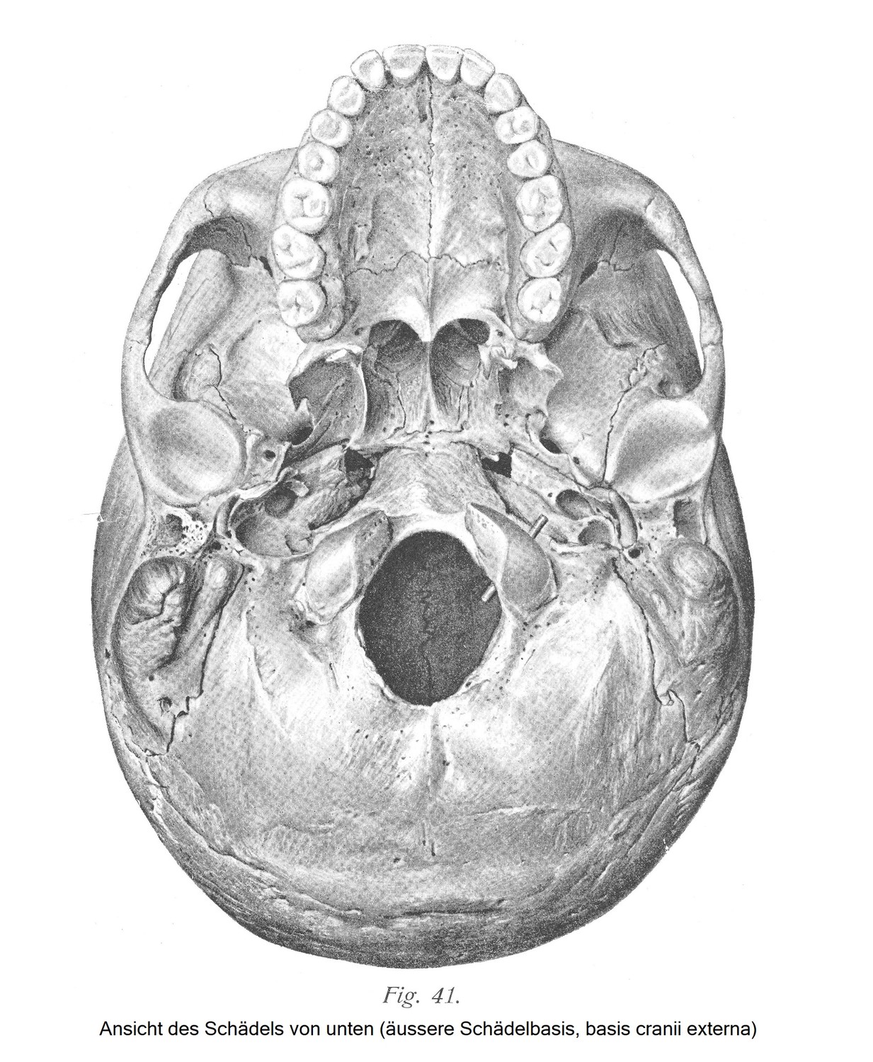 Ansicht des Schädels von unten (äussere Schädelbasis, basis cranii externa).