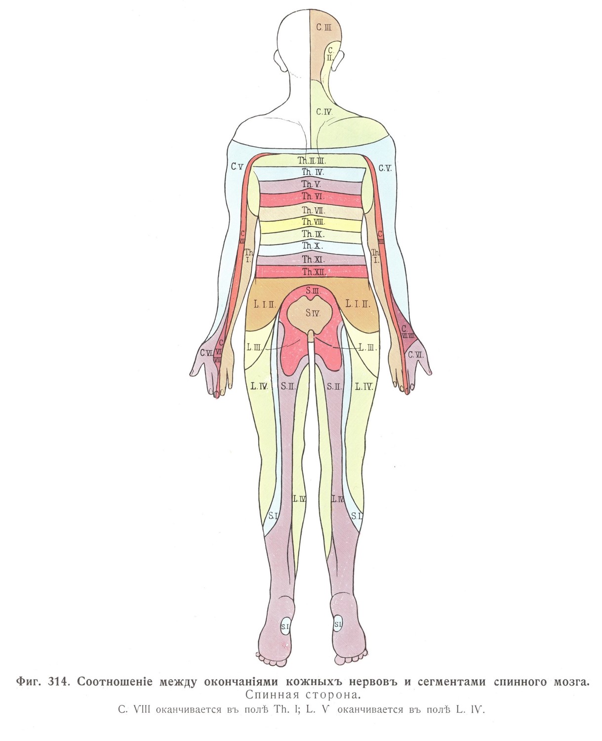 Соотношение окончания кожных нервов и сегментов спинного мозга, задняя сторона