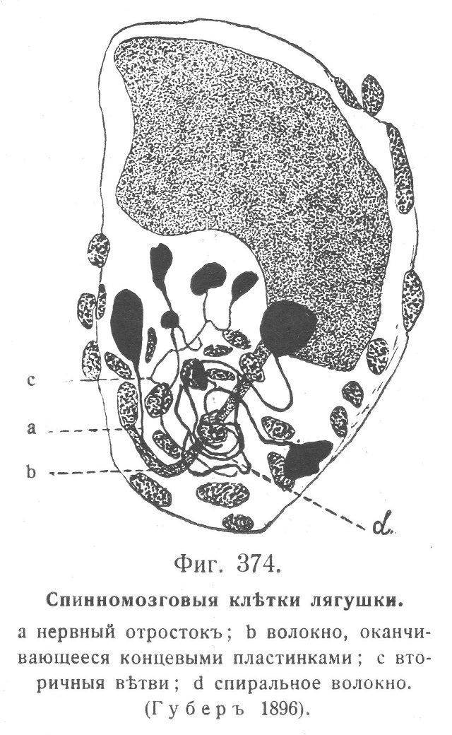 Спинномозговая клетка лягушки