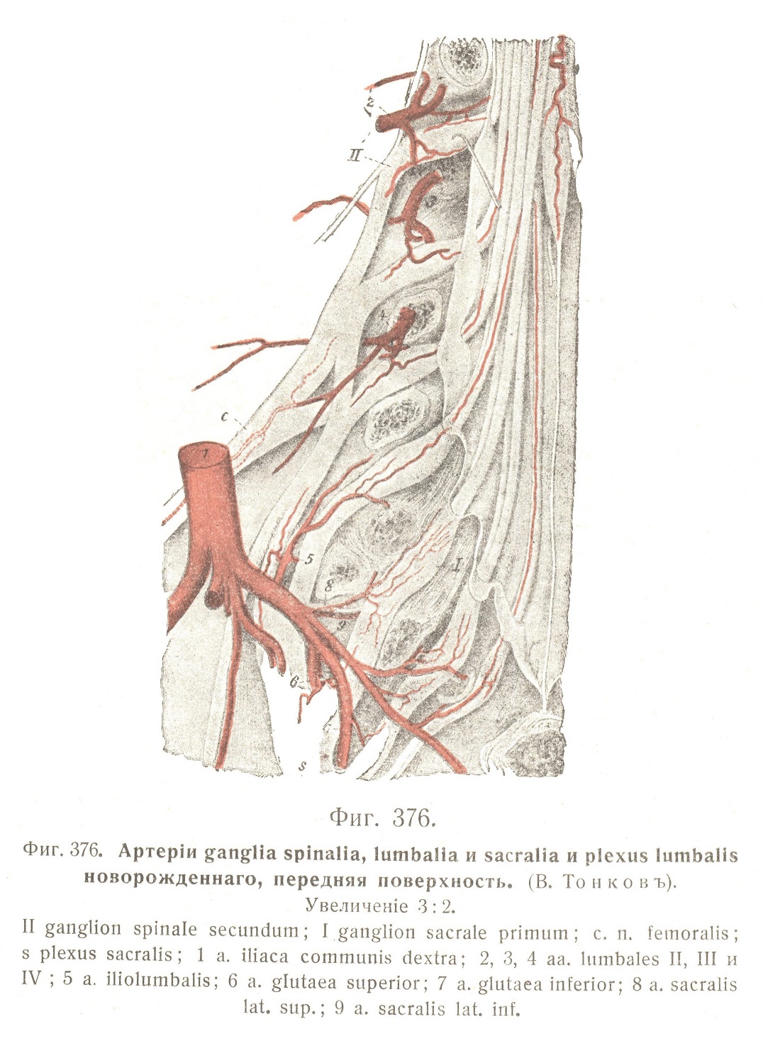 Артеріи ganglia spinalia, lumbalia и sacralia и plexus lumbalis новорождённого, передняя поверхность