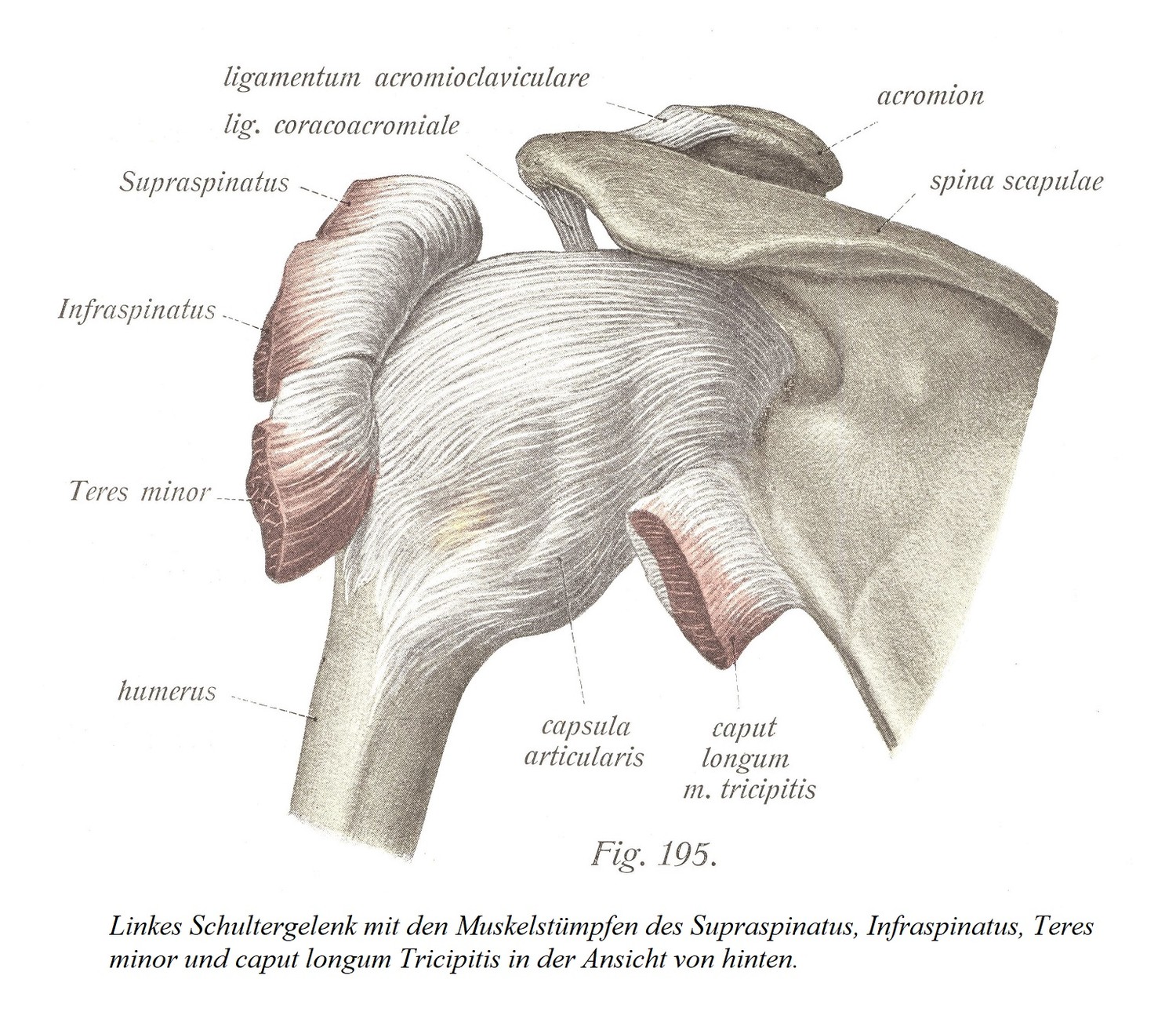 Левый плечевой сустав с культями надостной, подостной, малой круглой и длинной трехглавой мышцы в проекции сзади.