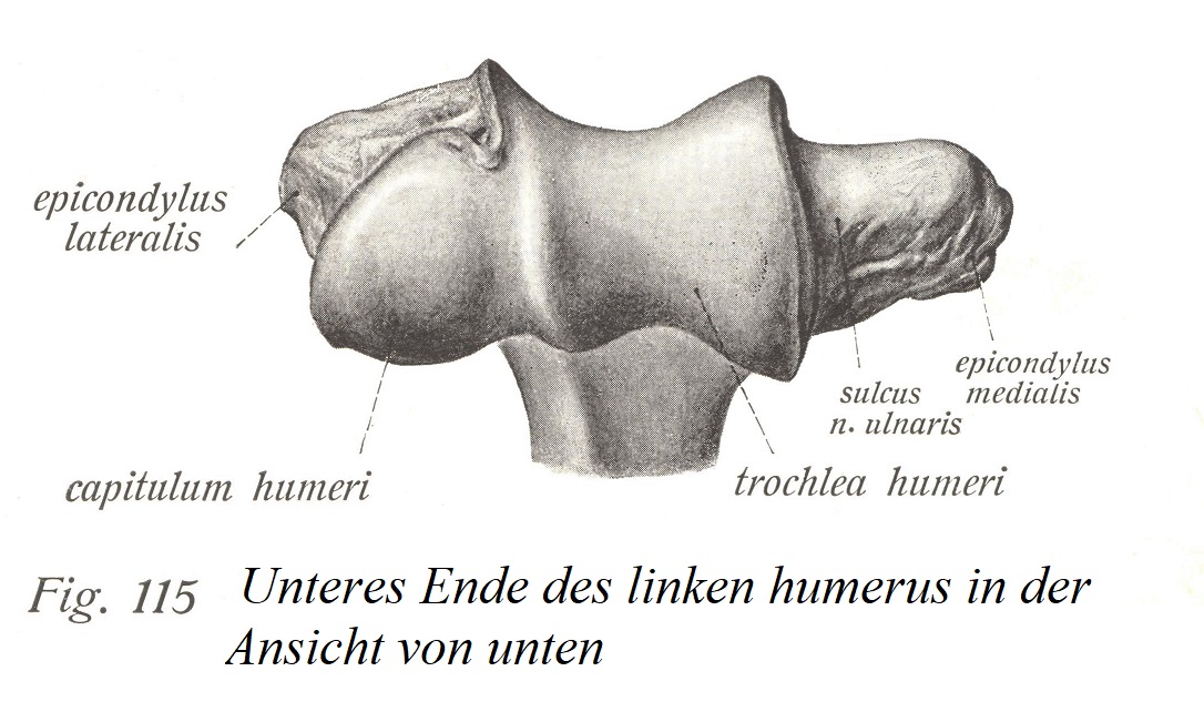 Нижний конец левой плечевой кости, вид снизу