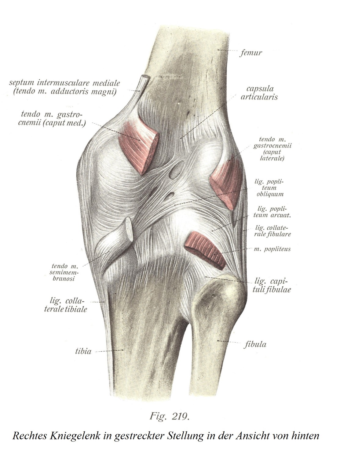 Правый коленный сустав в вытянутом положении, вид сзади