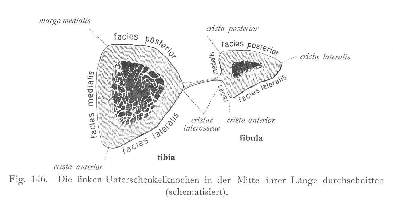 Wadenbein, fibula, (fibula und tibia)