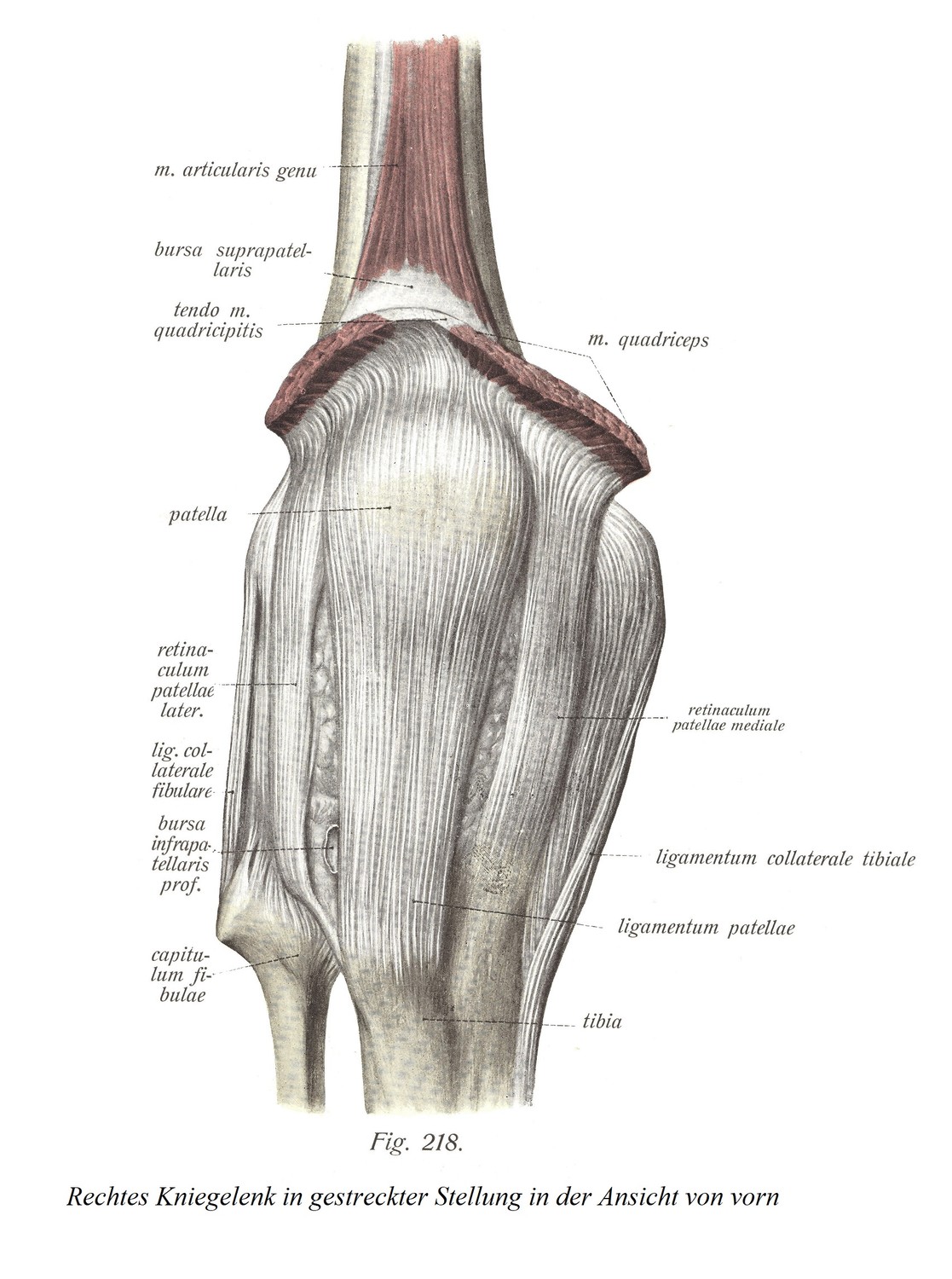 Правый коленный сустав в вытянутом положении спереди