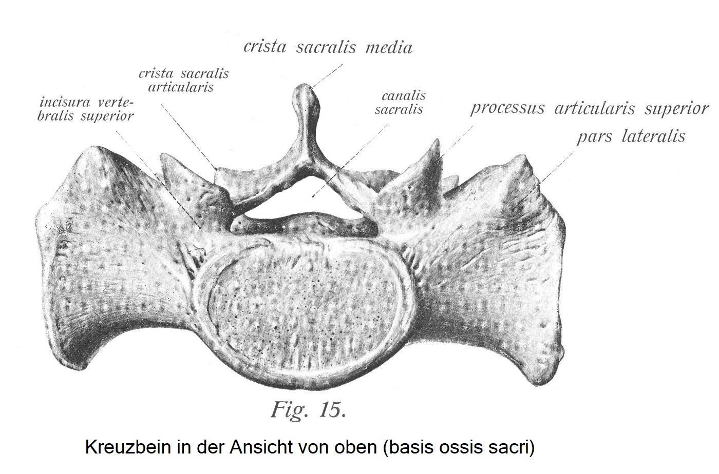 Вид крестца сверху (basis ossis sacri)