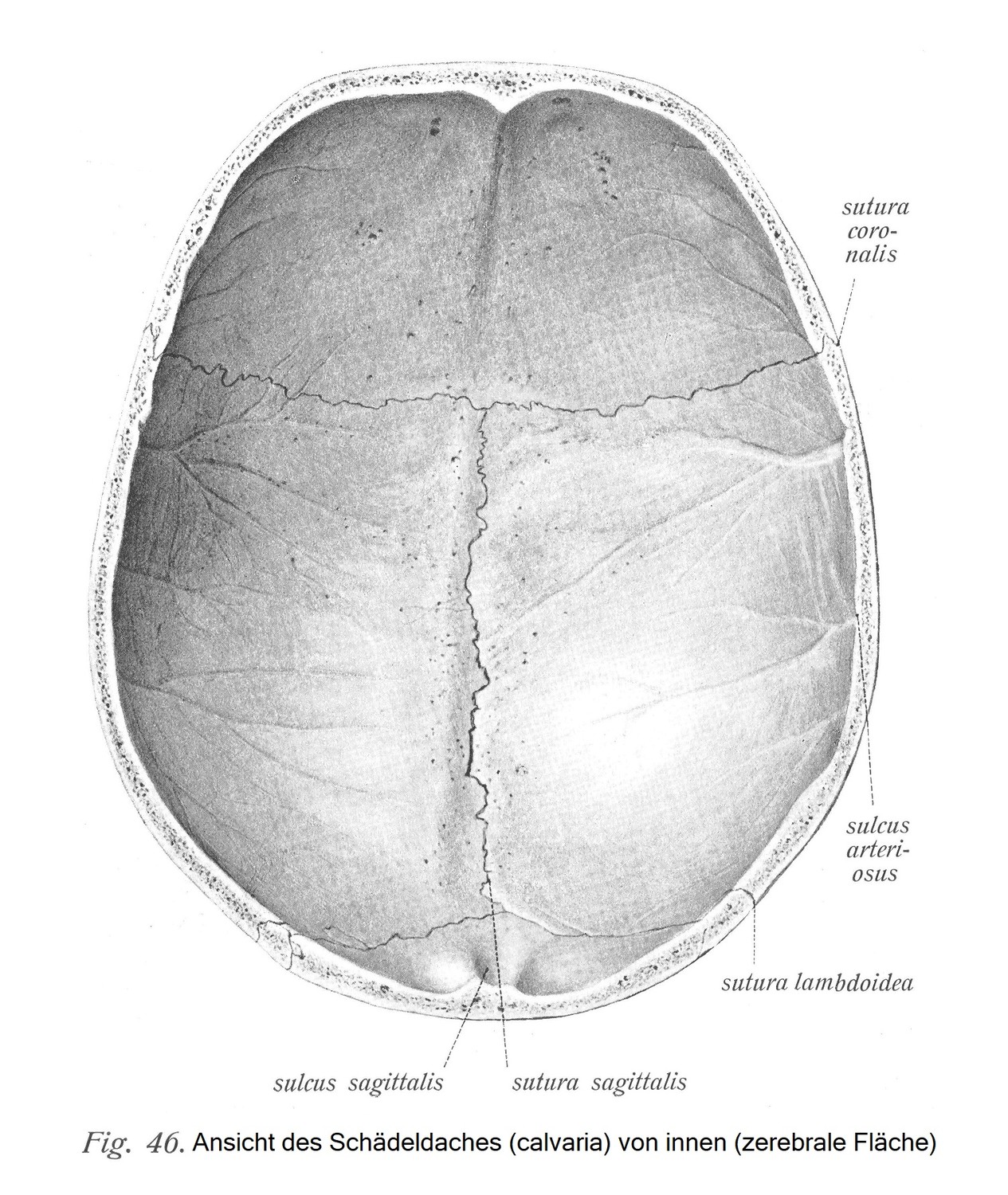 Внутренний вид свода черепа (мозговая область).