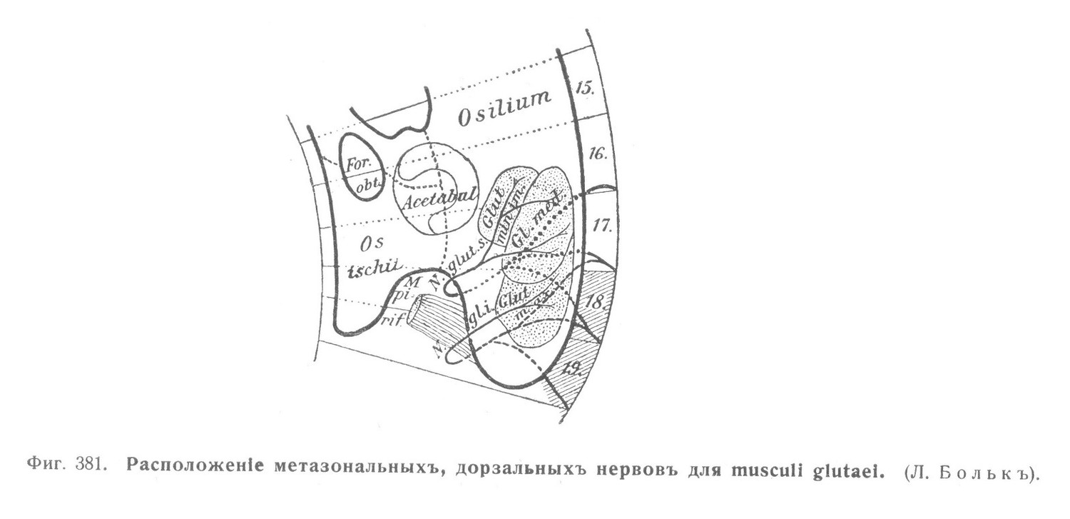 Расположеніе метазональныхъ, дорзальныхъ нервовъ для musculi glutaei. (Л. Болькъ