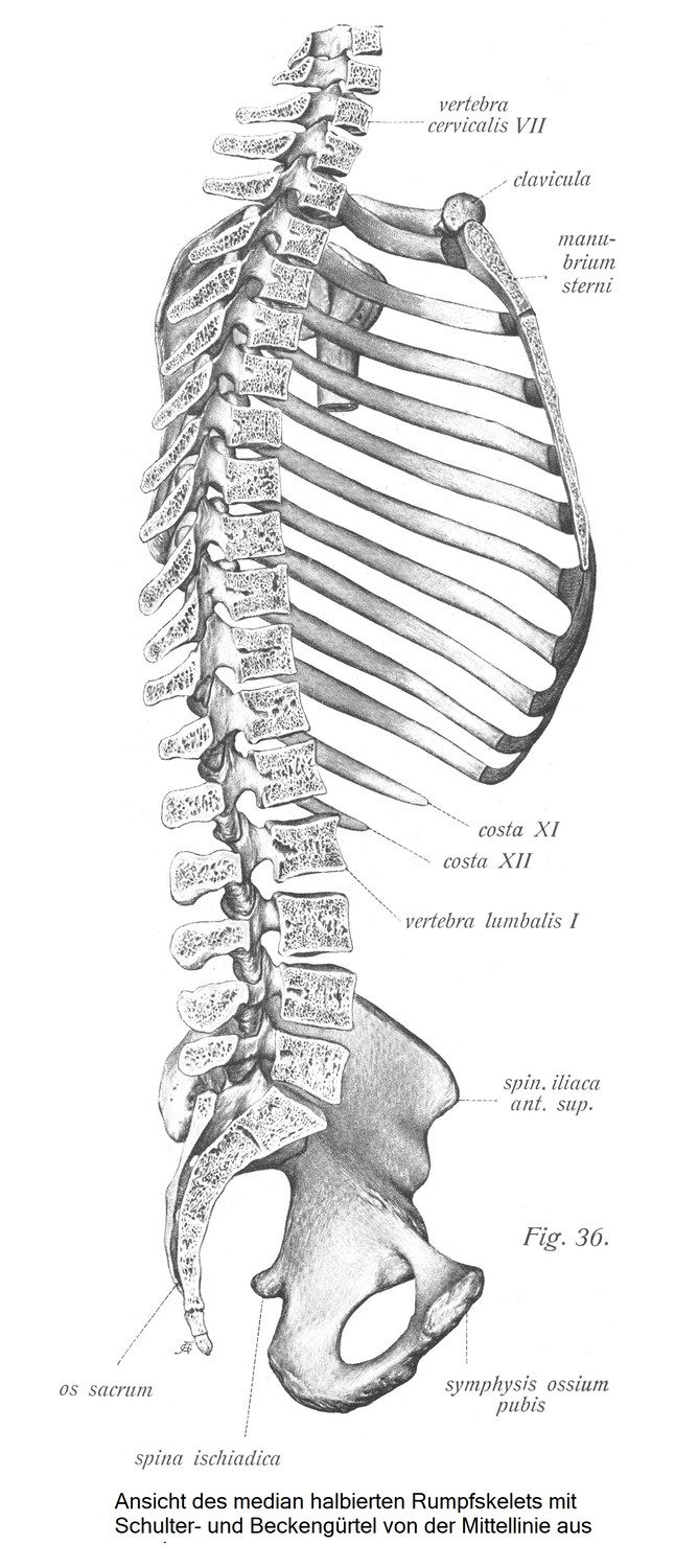 Вид скелета туловища, разделенного пополам по средней линии, с плечевым и тазовым поясом, вид со средней линии