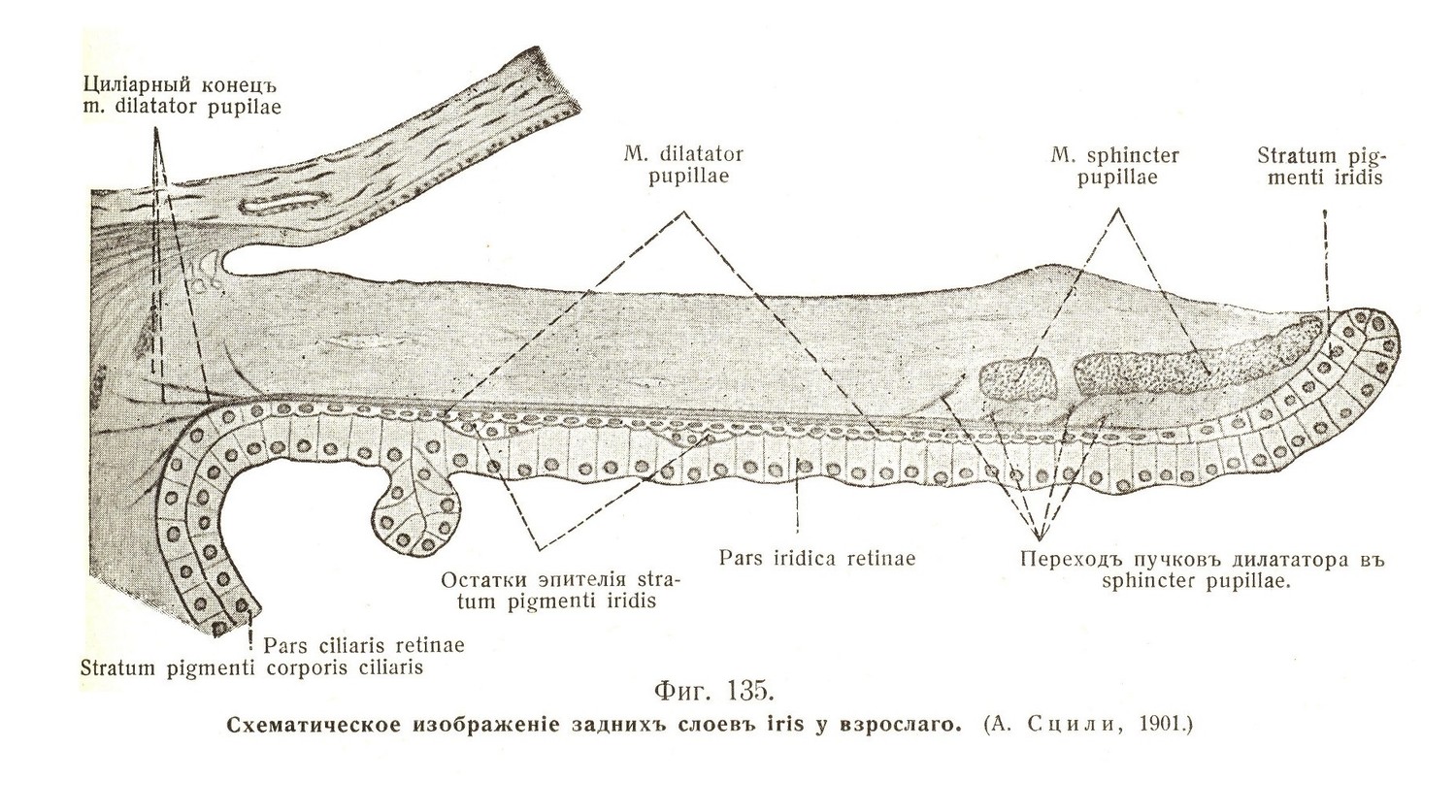 Схематическое изображение задних слоев iris у взрослого