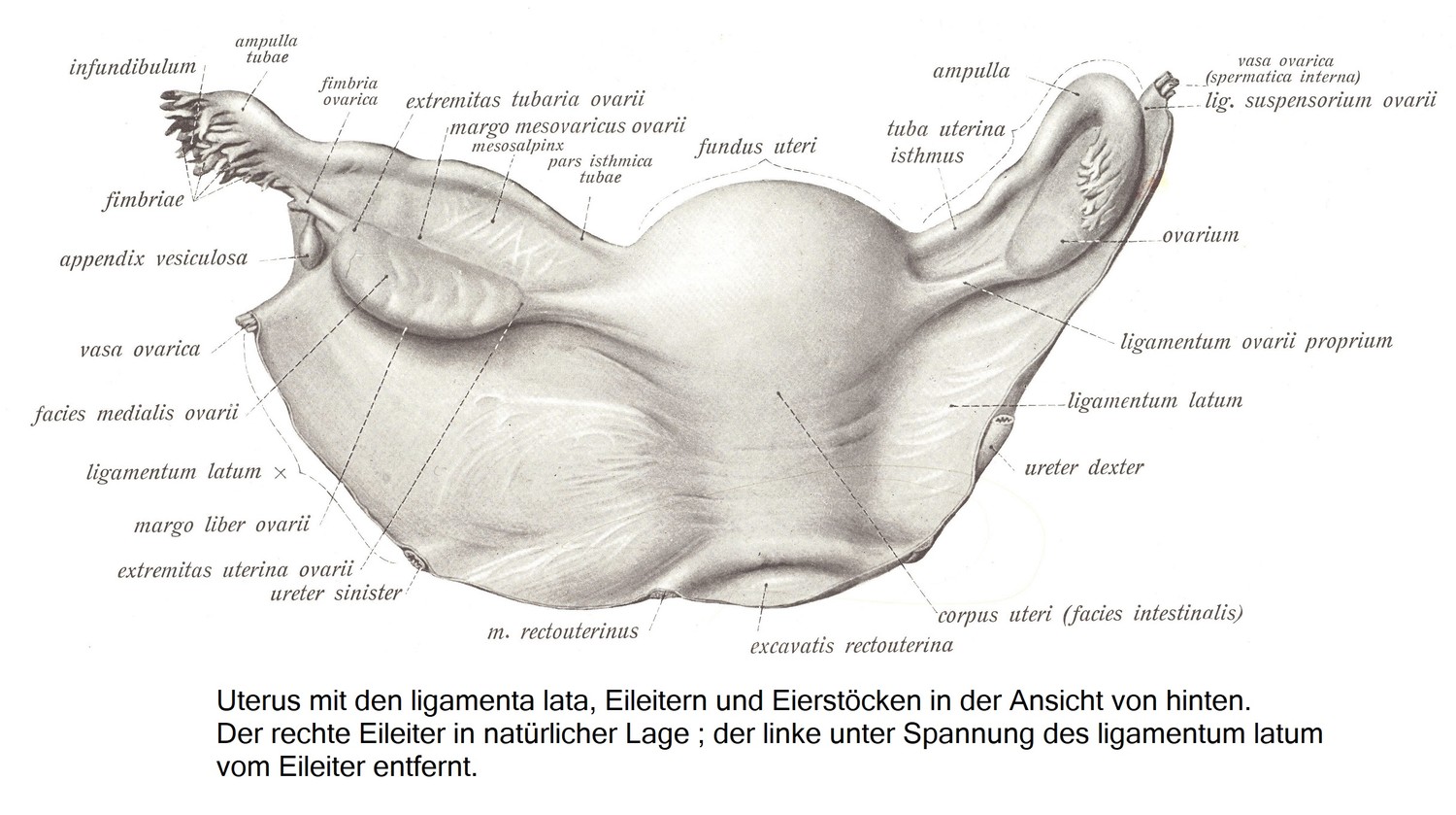 Der Eierstock, ovarium