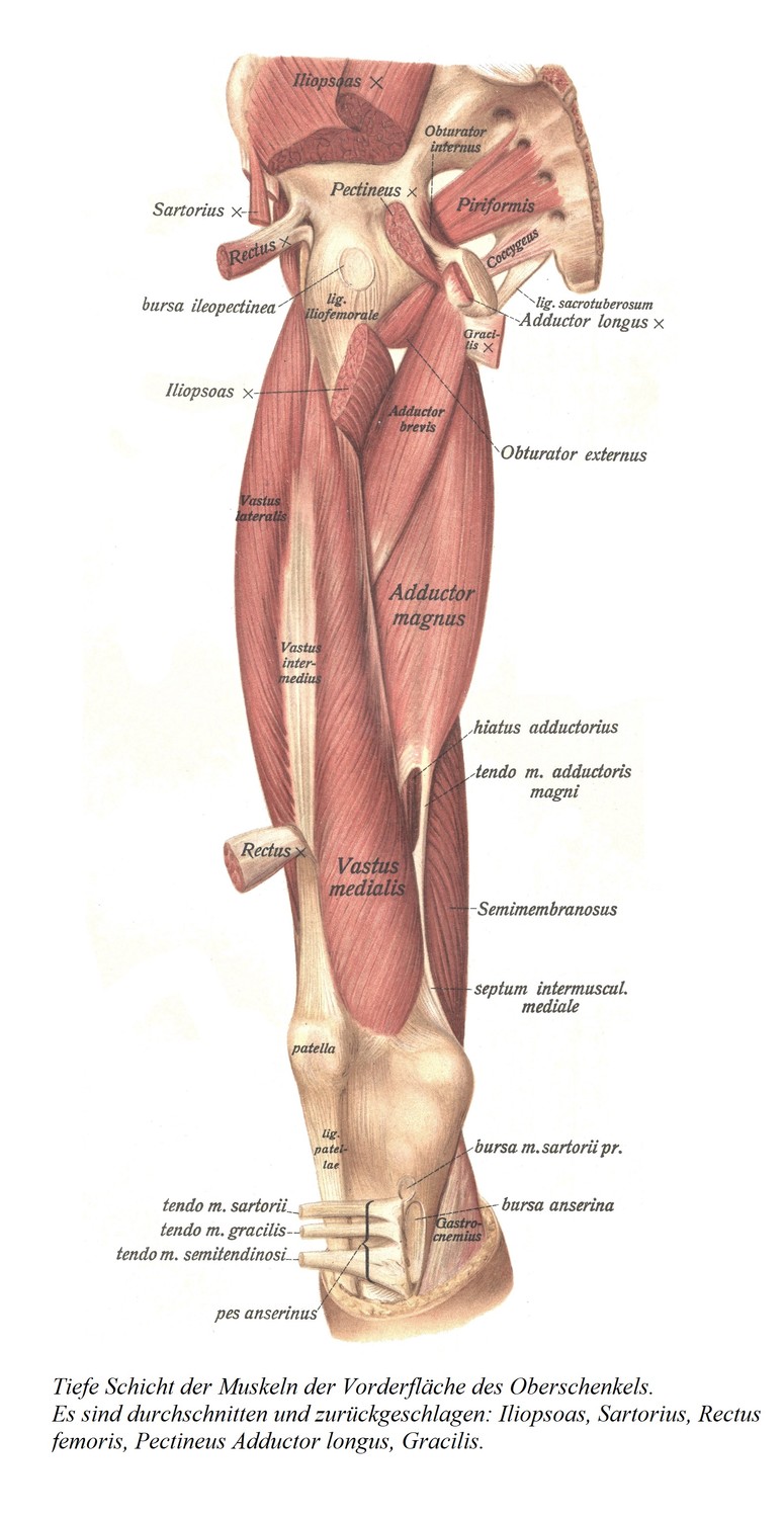 Глубокий слой мышц передней поверхности бедра. Подвздошно-поясничную мышцу, портняжную мышцу, прямую мышцу бедра, длинную приводящую мышцу гребня и тонкую мышцу разрезают и отбивают назад.