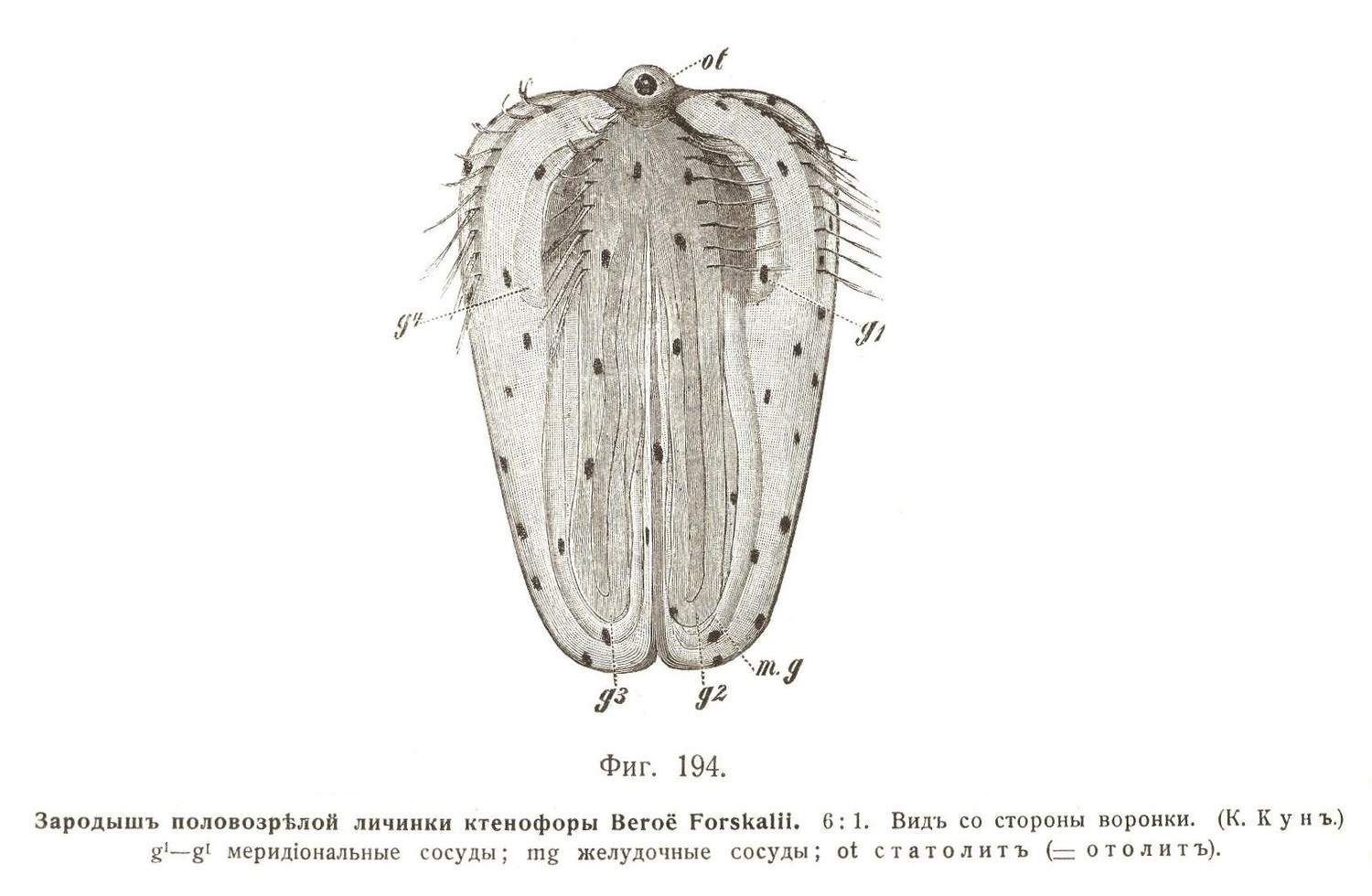 Зародышъ половозрѣлой личинки ктенофоры Beroe Forskalii. 6:1. Видъ со стороны воронки. 