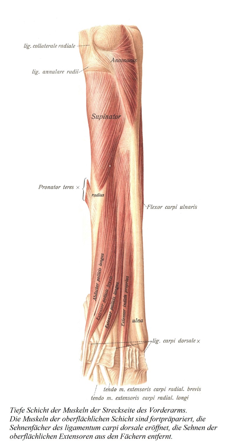 Глубокий слой мышц-разгибателей предплечья. Отсекают мышцы поверхностного слоя, вскрывают сухожильные отделы тыльной связки запястья и удаляют из отделов сухожилия поверхностных разгибателей.