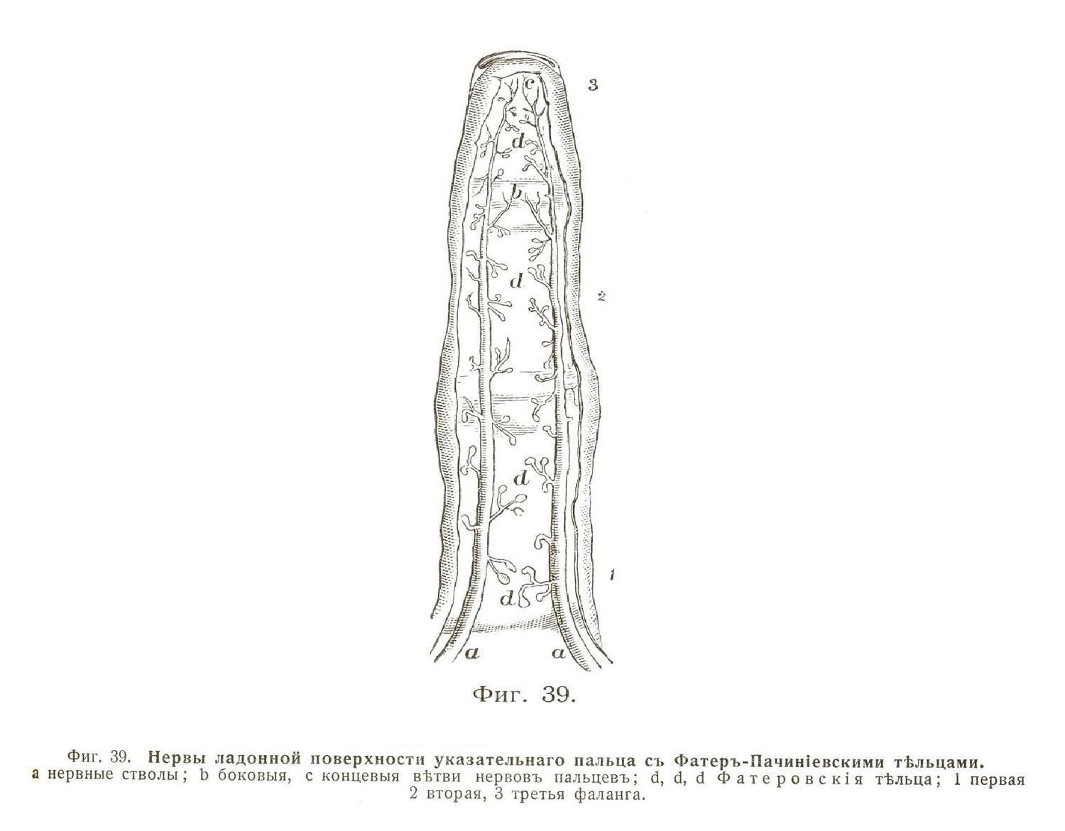 Нервы ладонной поверхности указательнаго пальца съ Фатеръ-Пачиніевскими тѣльцами.