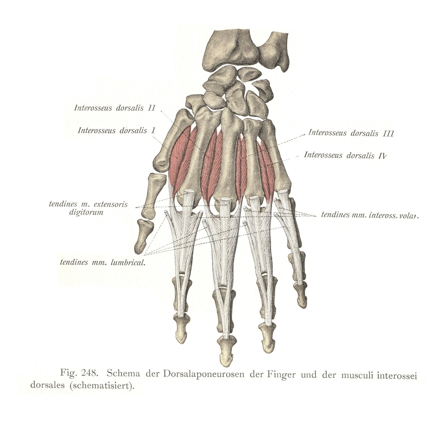 Схема тыльного апоневроза пальцев и межкостных мышц спины (схема)
