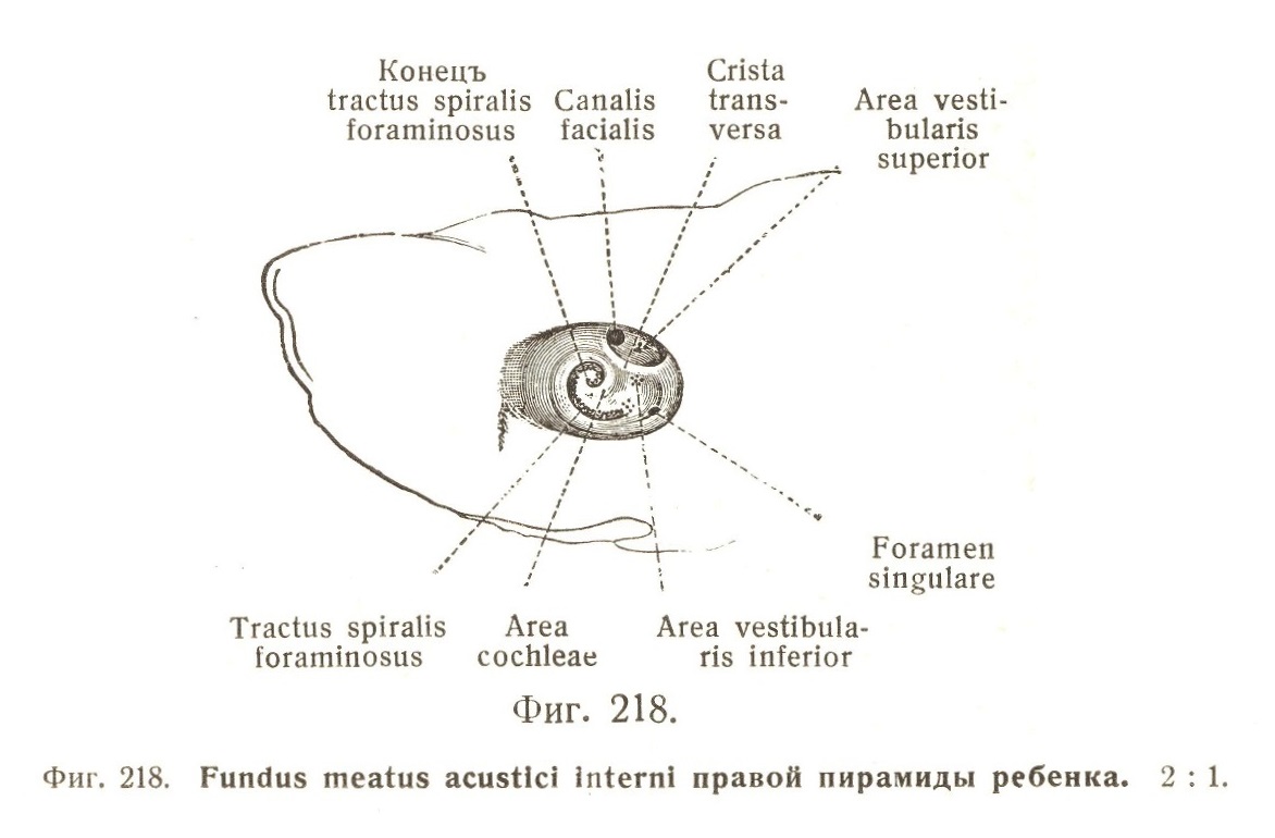 Fundus meatus acustici interni правой пирамиды ребенка. 