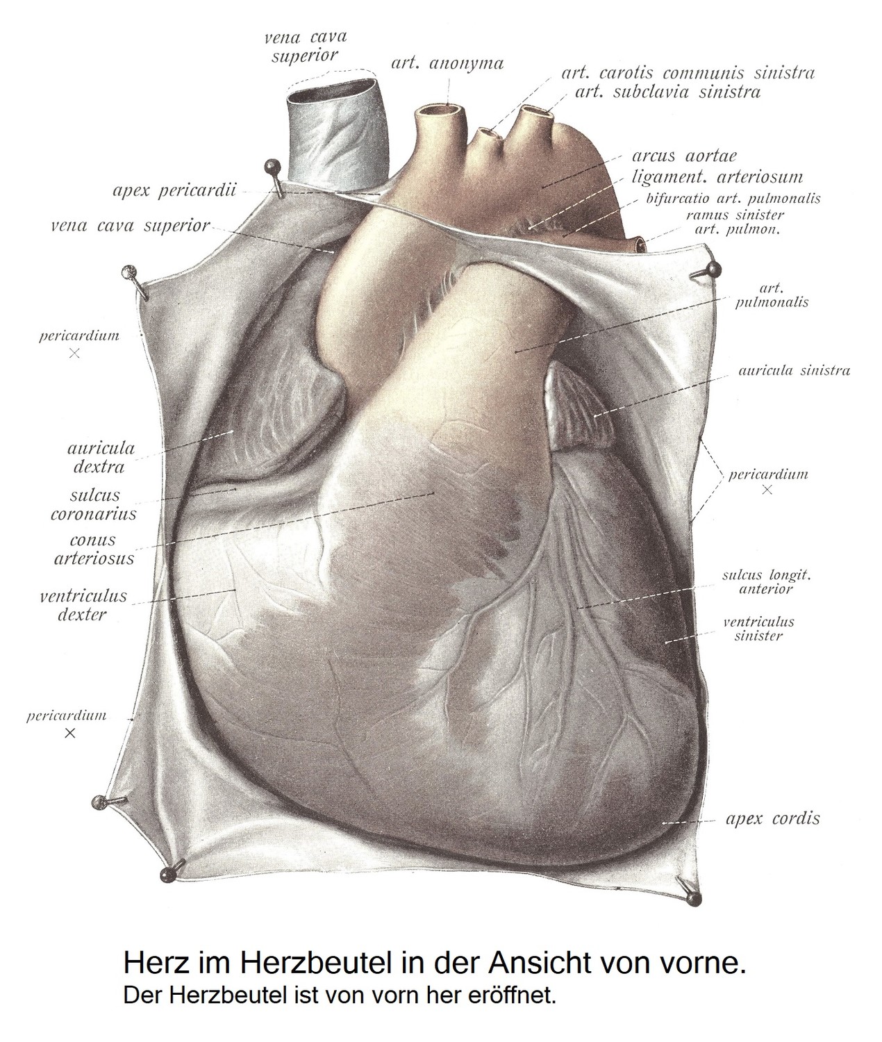 Herzbeutel, pericardium