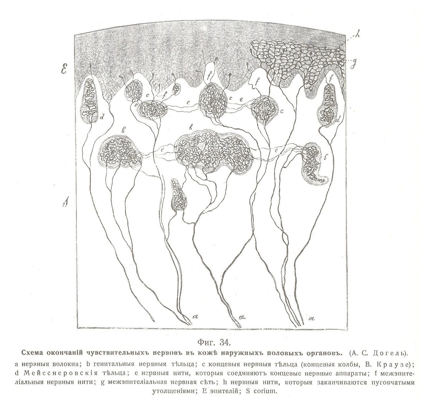 Схема окончаній чувствительныхъ нервовъ въ кожѣ наружныхъ половыхъ органовъ