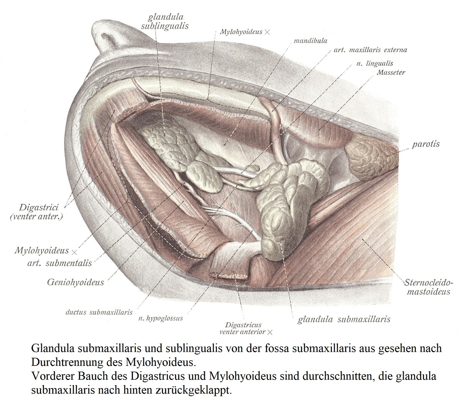 Вид подчелюстной и подъязычной желез из подчелюстной ямки после разделения челюстно-подъязычной кости. Переднее брюшко двубрюшной и подъязычной мышц разделено, подчелюстная железа загнута назад.