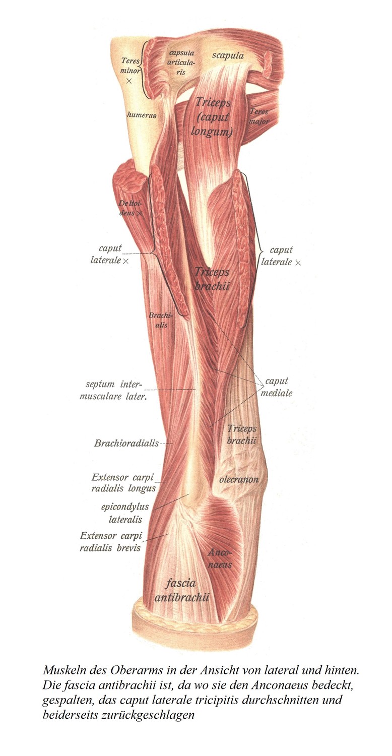Мышцы плеча в боковой и задней проекциях. Противоплечевая фасция рассекается там, где она покрывает локтевую мышцу, латеральная головка тройничного нерва рассекается и загибается назад с обеих сторон.