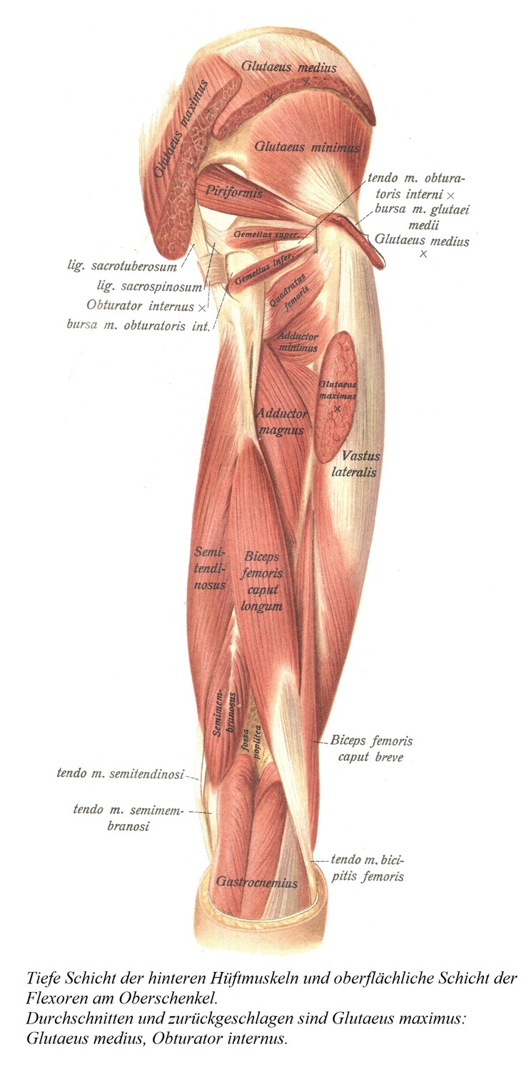 Глубокий слой задних мышц бедра и поверхностный слой сгибателей бедра. Большая ягодичная мышца перерезается и оттягивается назад: средняя ягодичная мышца, внутренняя запирательная мышца