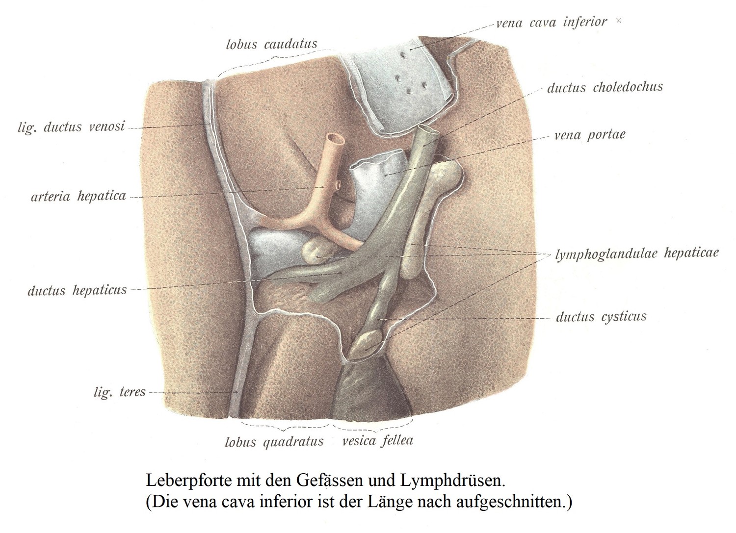 Leberpforte mit den Gefässen und Lymphdrüsen. (Die vena cava inferior ist der Länge nach aufgeschnitten.)