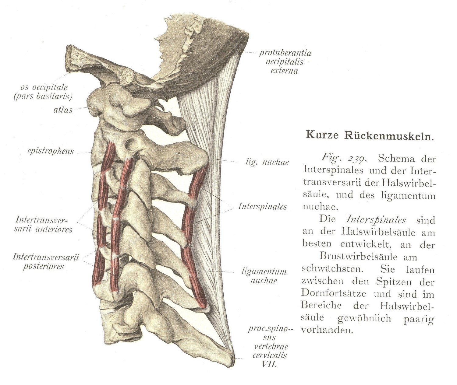Schema der Interspinales und der Intertransversarii der Halswirbelsäule, und des ligamentum nuchae.