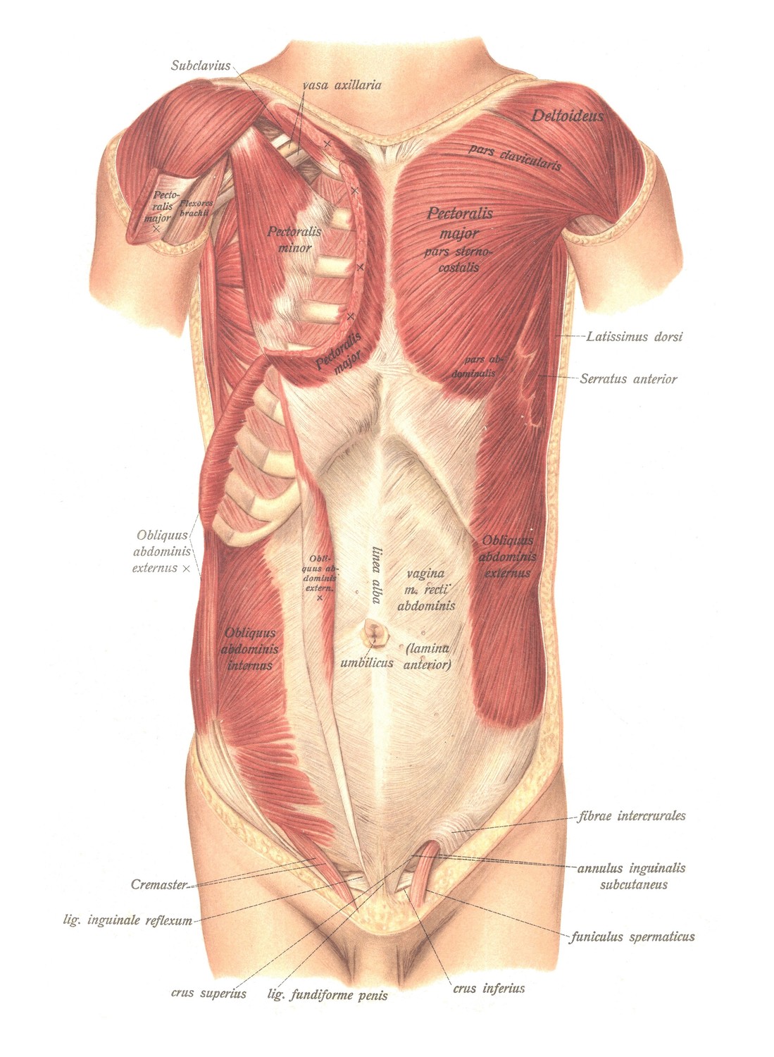 Brustmuskeln, musculi thoracis. Bauchmuskeln, musculi abdominis