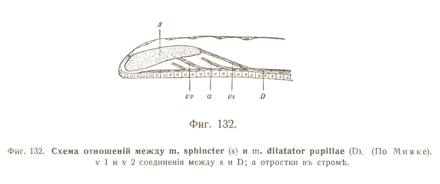 Схема отношеній между m. sphincter и m. dilatator pupillae
