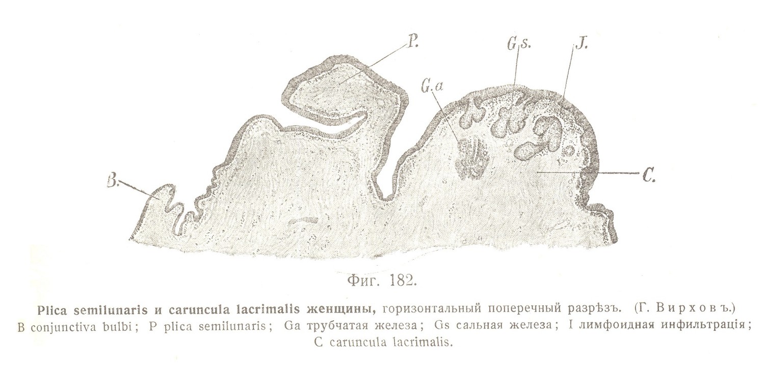 Plica semilunaris и caruncula lacrimalis женщины, горизонтальный поперечный разрѣзъ