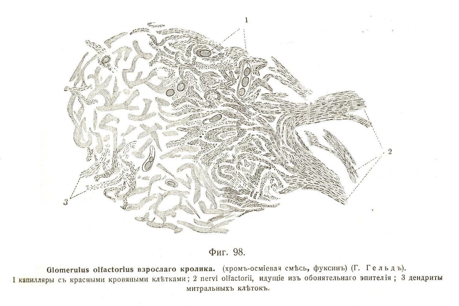 Glomerulus olfactorius взрослаго кролика, (хромъ-осміевая смѣсь, фуксинъ) 