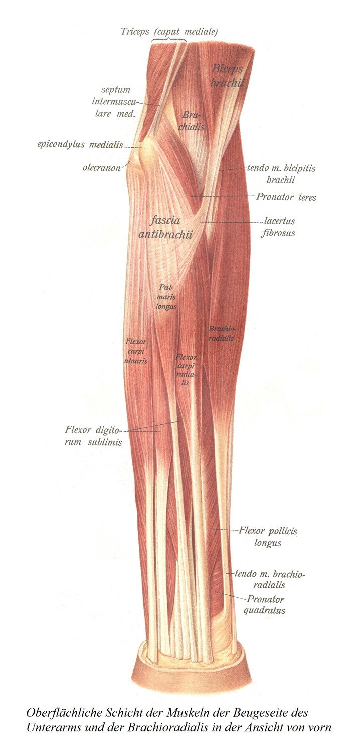 Поверхностный слой мышц сгибательной стороны предплечья и плечелучевой мышцы при виде спереди.