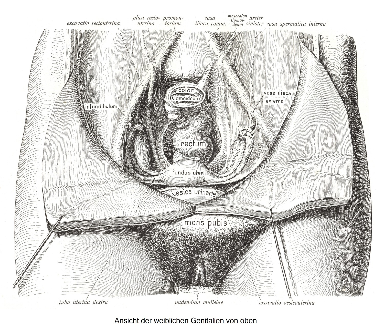 Weibliche Genitalien, genitalia muliebra