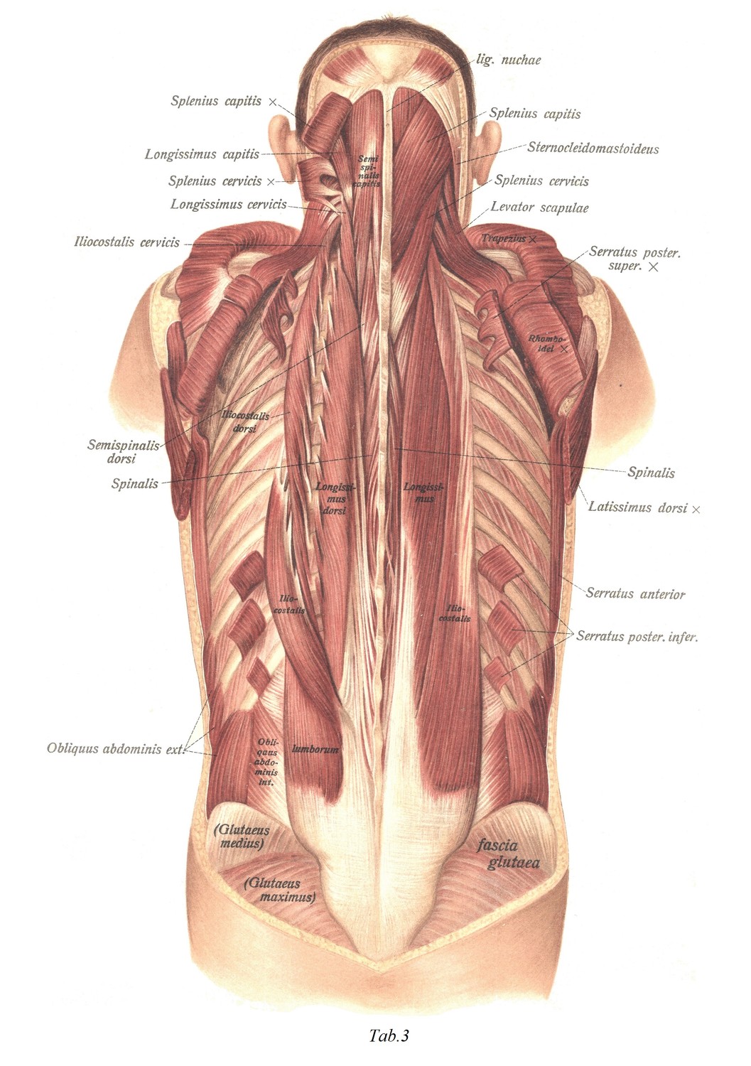 Lange Rückenmuskeln, oberflächliche Schicht