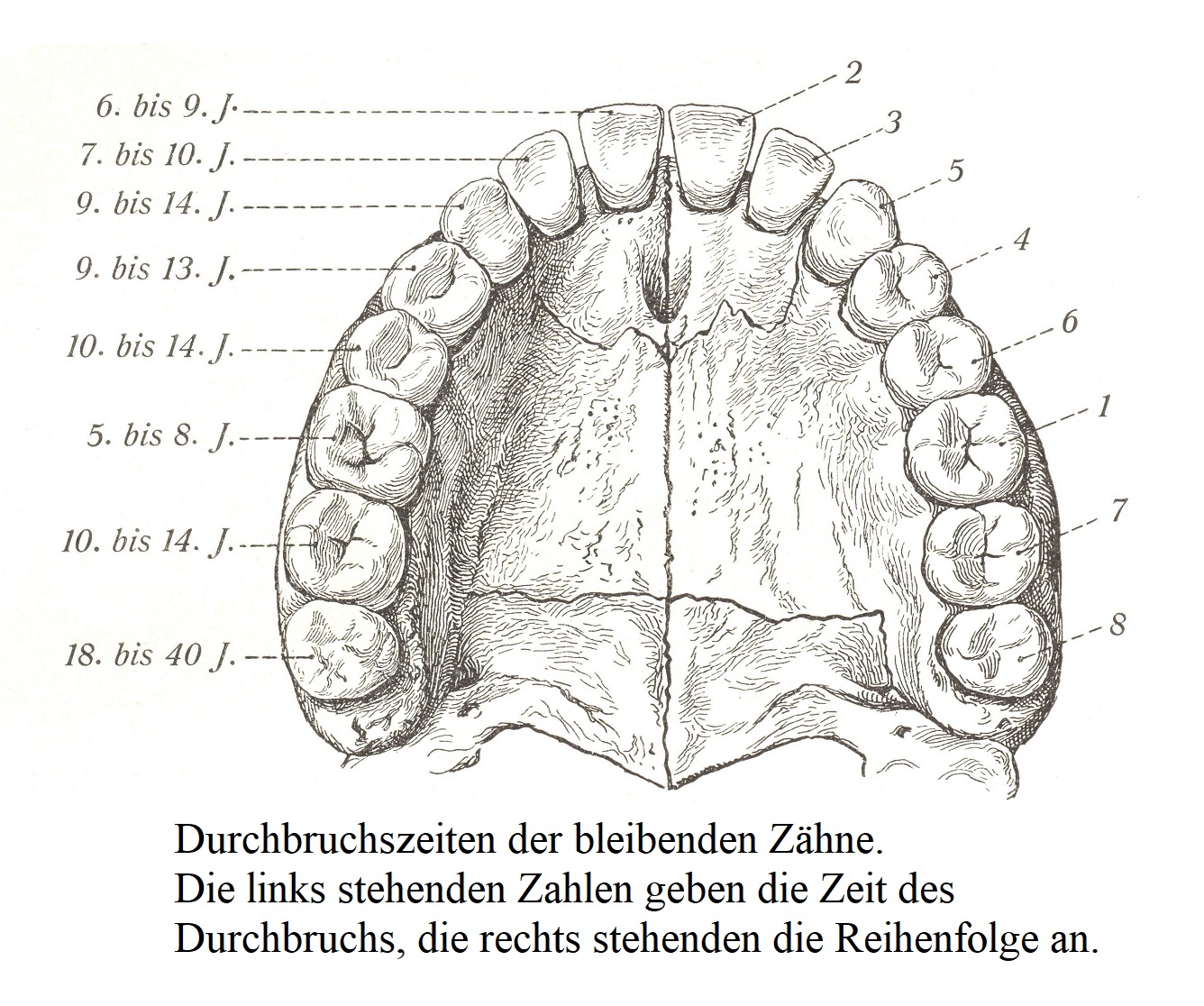 Сроки прорезывания постоянных зубов. Цифры слева обозначают время прорыва, справа - порядок.