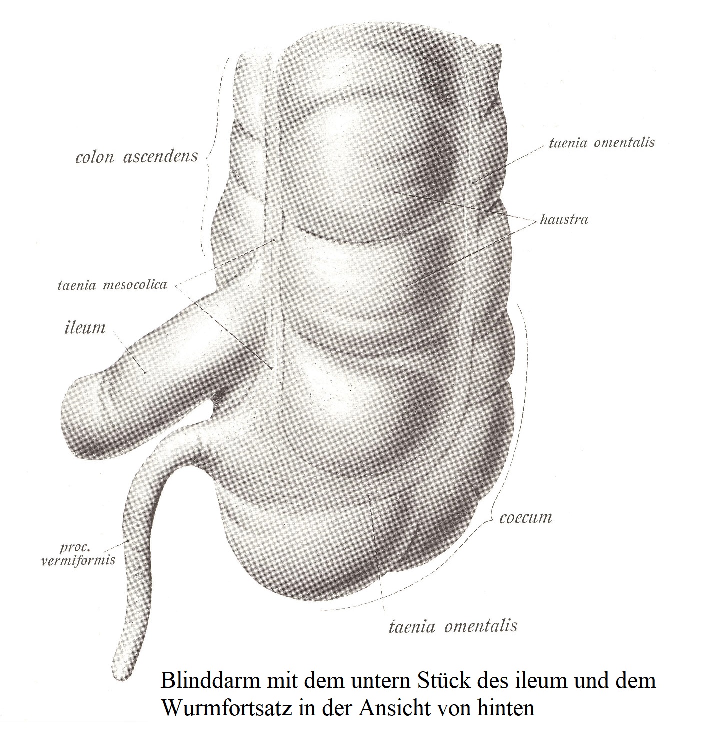 Слепая кишка с нижним отделом подвздошной кишки и червеобразным отростком, вид сзади