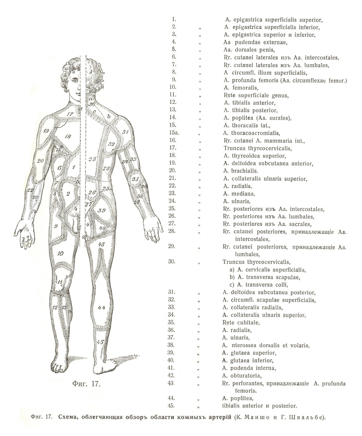Схема, облегчающая обзоръ области кожныхъ артерій (К. Маншо и Г. Швальбе