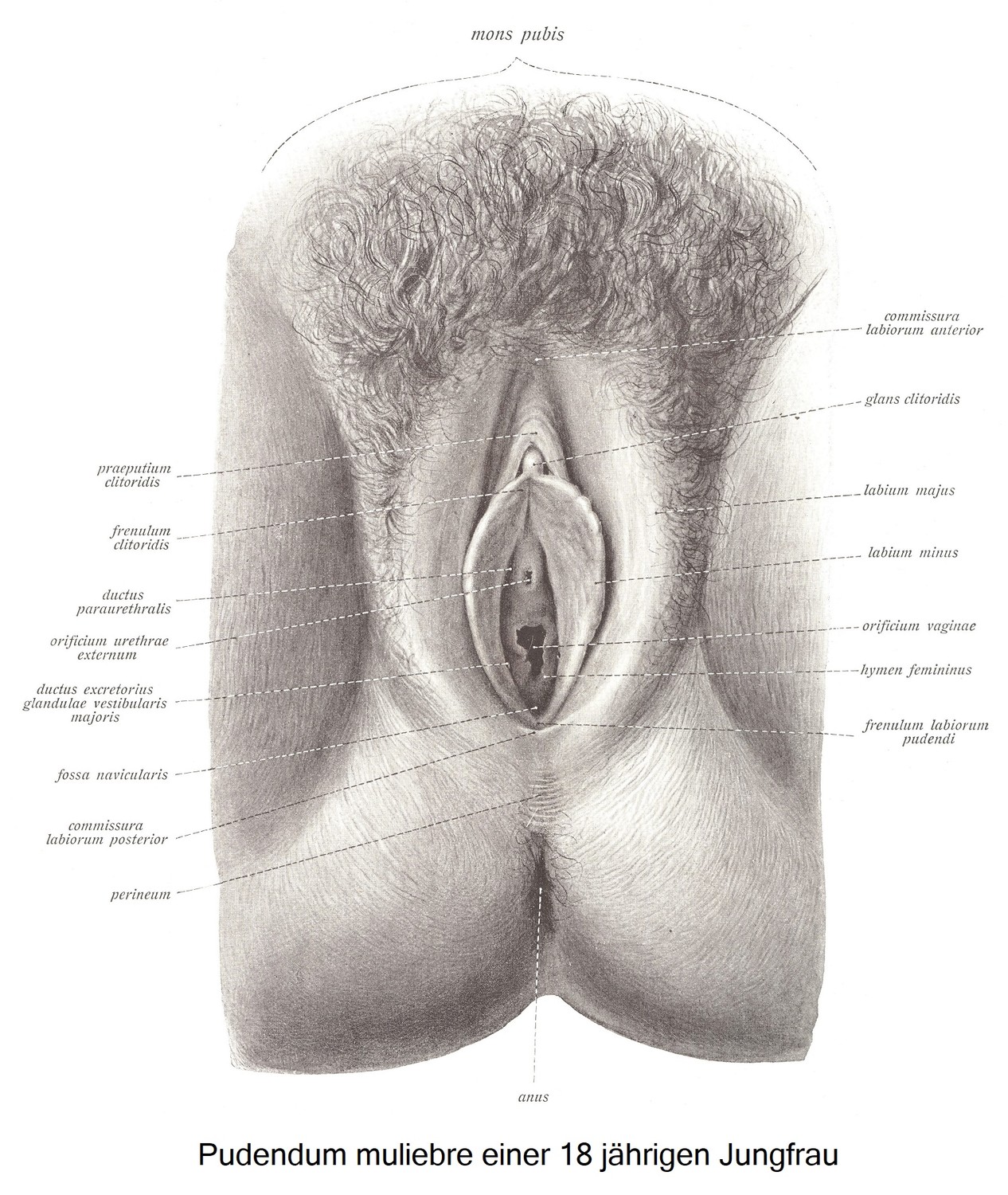 Die weibliche Scham, pudendum muliebre (vulva)