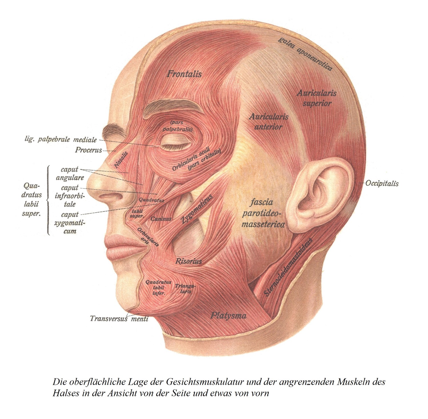 Поверхностное расположение мышц лица и прилежащих к ним мышц шеи, если смотреть сбоку и немного спереди