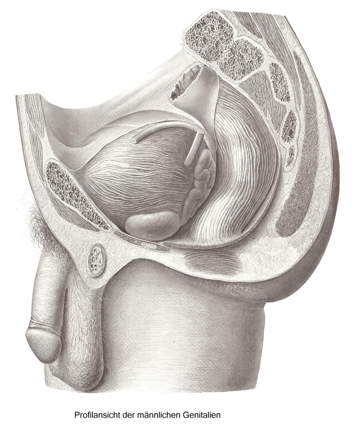 Профиль мужских гениталий. Крестец, копчик и лобковая кость распилены на несколько сантиметров от средней линии, брюшину рассекают от латеральной части мочевого пузыря.