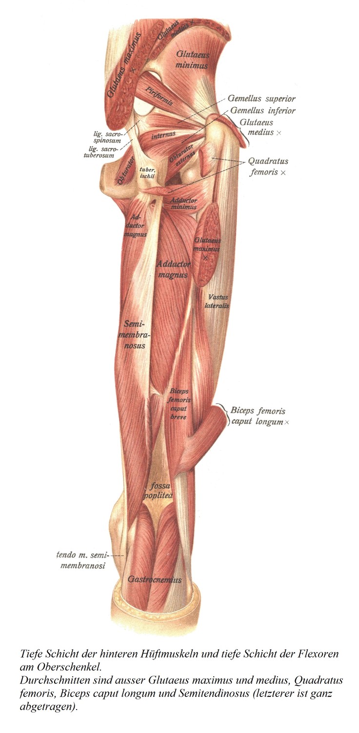 Глубокий слой задних мышц бедра и глубокий слой сгибателей бедра. Разрезы выполняют, кроме большой и средней ягодичных мышц, квадратной мышцы бедра, длинной и полусухожильной двуглавой мышцы головы (последняя полностью удаляется).