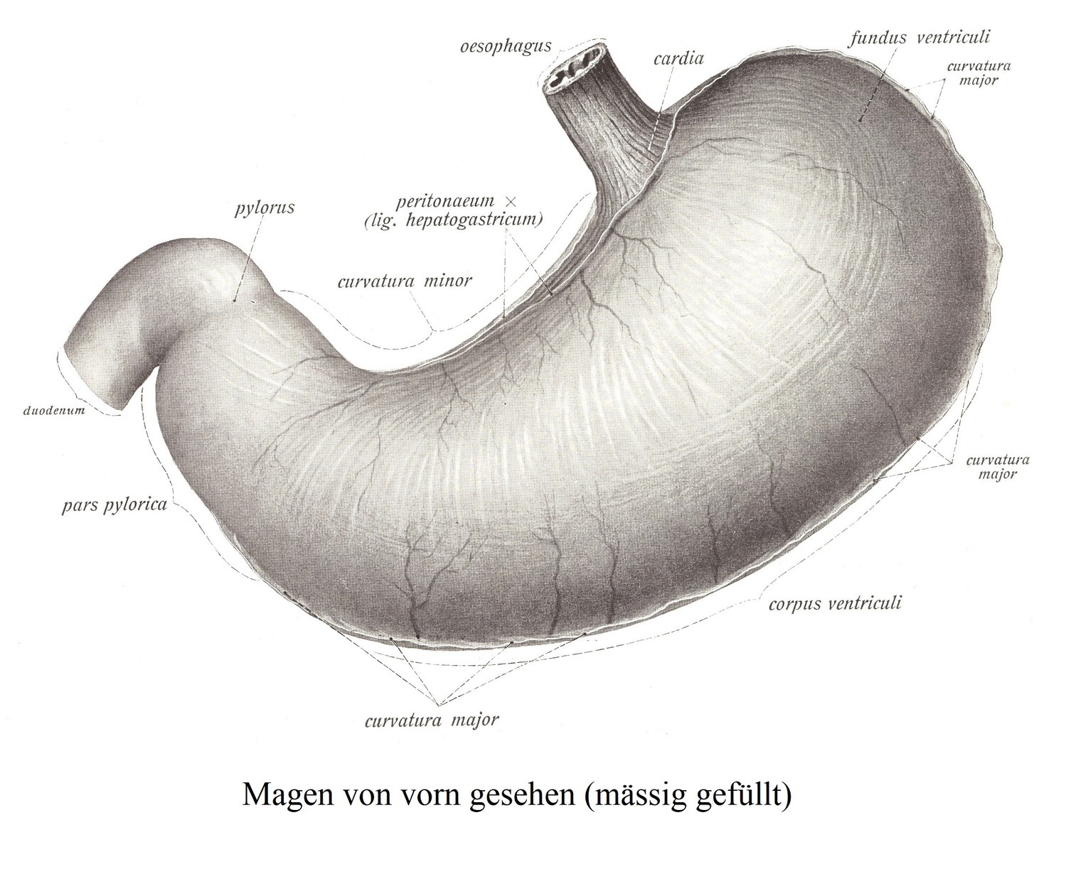 Der Magen, ventriculus. Der Zwölffingerdarm, duodenum