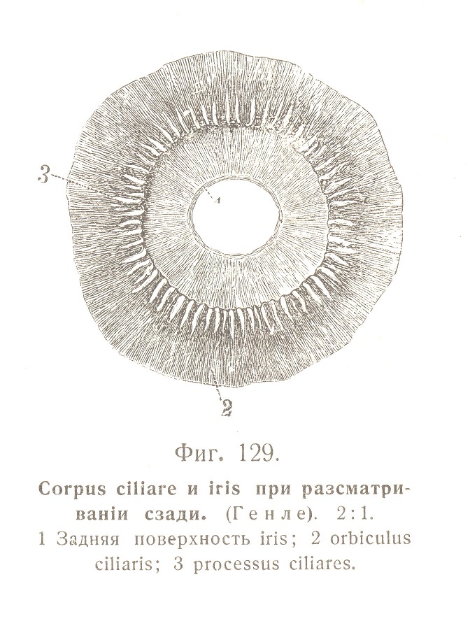 Corpus ciliare и iris при разсматриваніи сзади. 